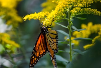 A vibrant monarch butterfly rests delicately on a cluster of yellow flowers, displaying its striking orange and black patterned wings. The surrounding foliage is lush and green, creating a tranquil and natural setting.