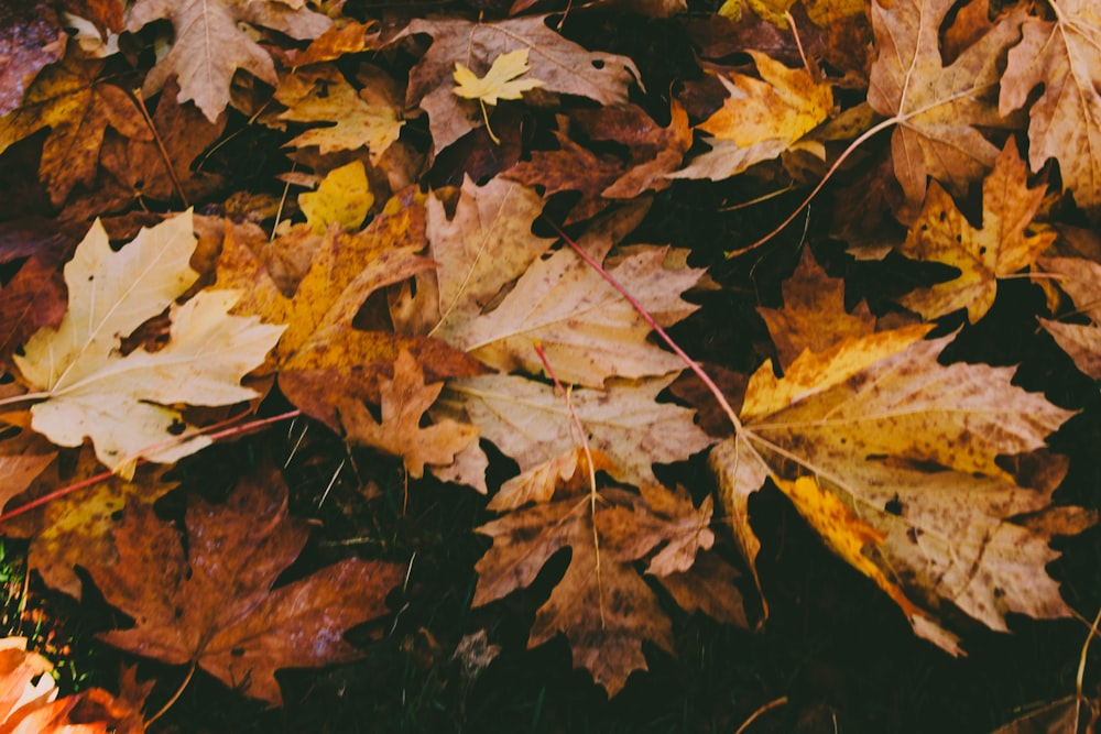 dried maple leaves