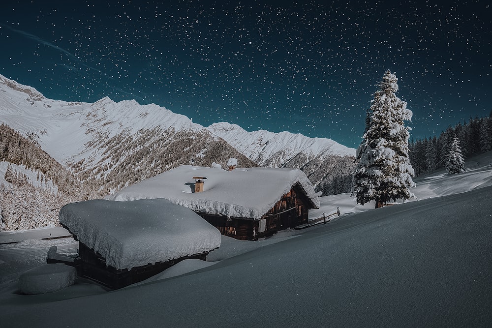 snow covered house roof beside pine tree under starry night