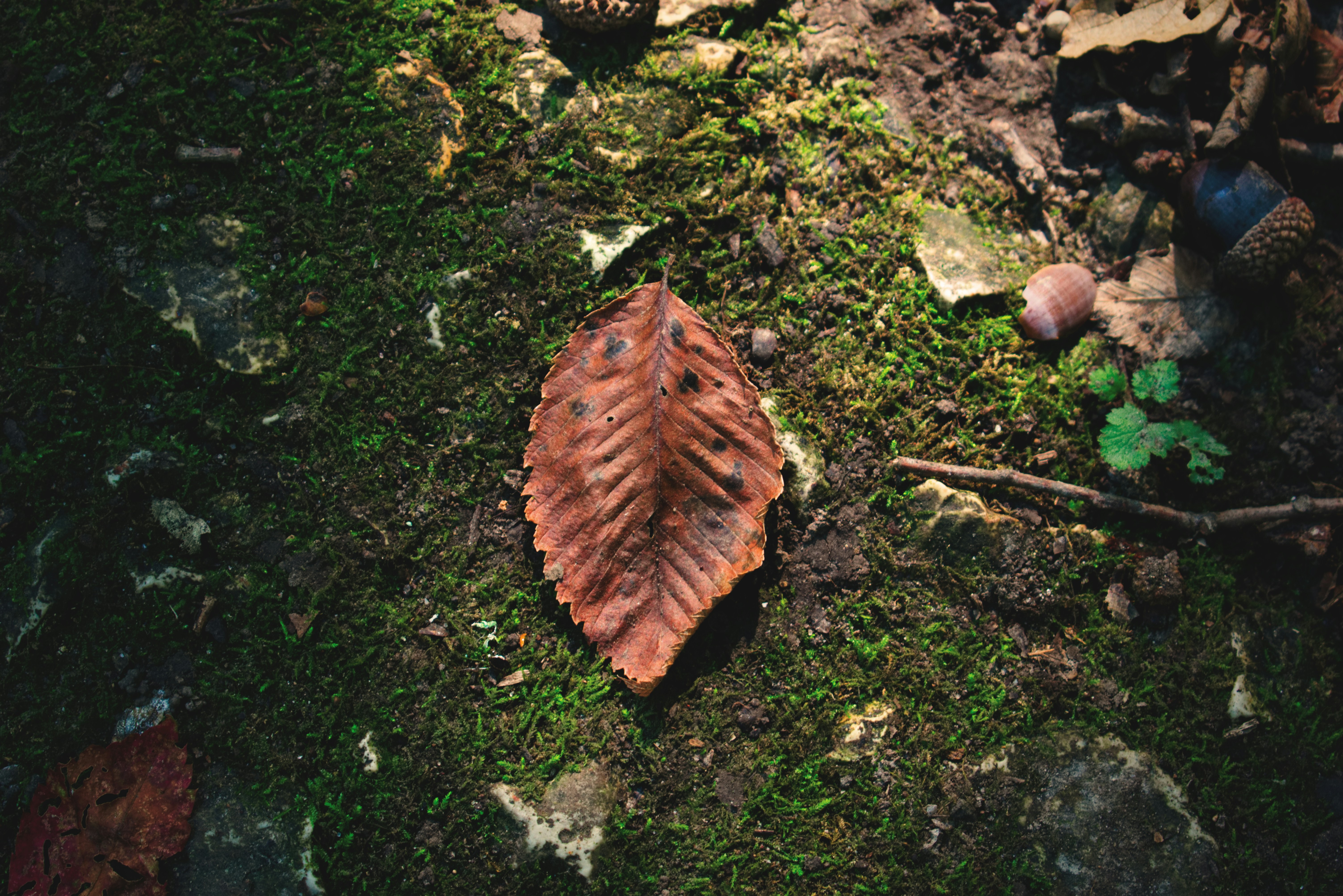 Photo by ldpeterson11