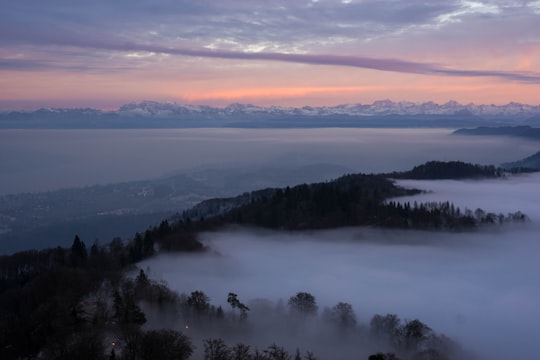 aerial photography of trees coated with clouds at golden hour in Uetliberg Switzerland
