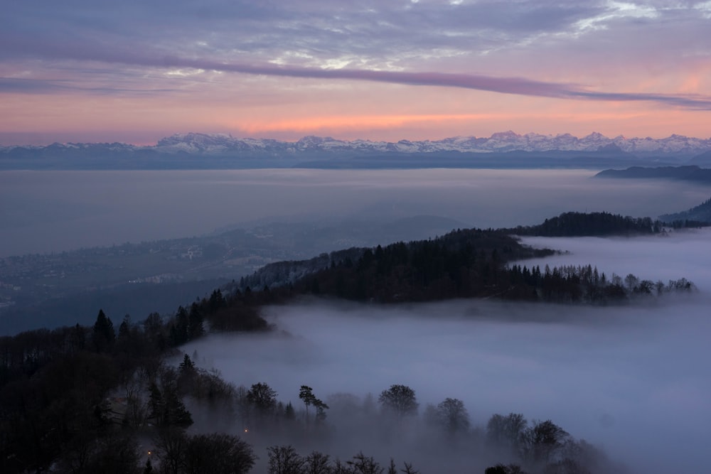 aerial photography of trees coated with clouds at golden hour