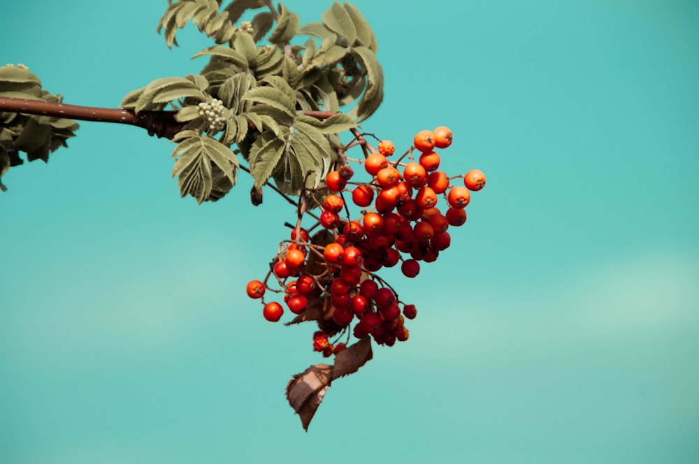 Frutos rojos