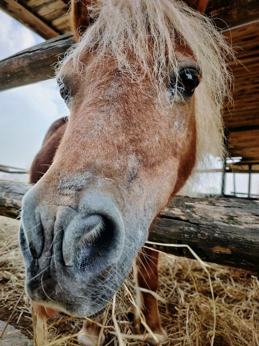 cabeça de cavalo marrom entre a cerca de madeira closeup fotografia