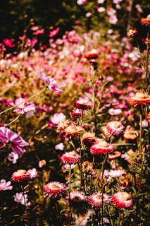 A vibrant flower field in full bloom.