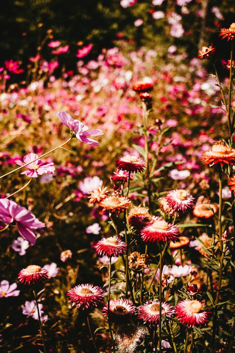 shallow focus photography of pink flowers