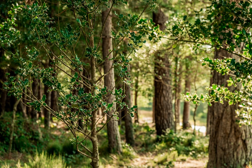 Sunlight filtering through rows of young trees in a vibrant nursery.