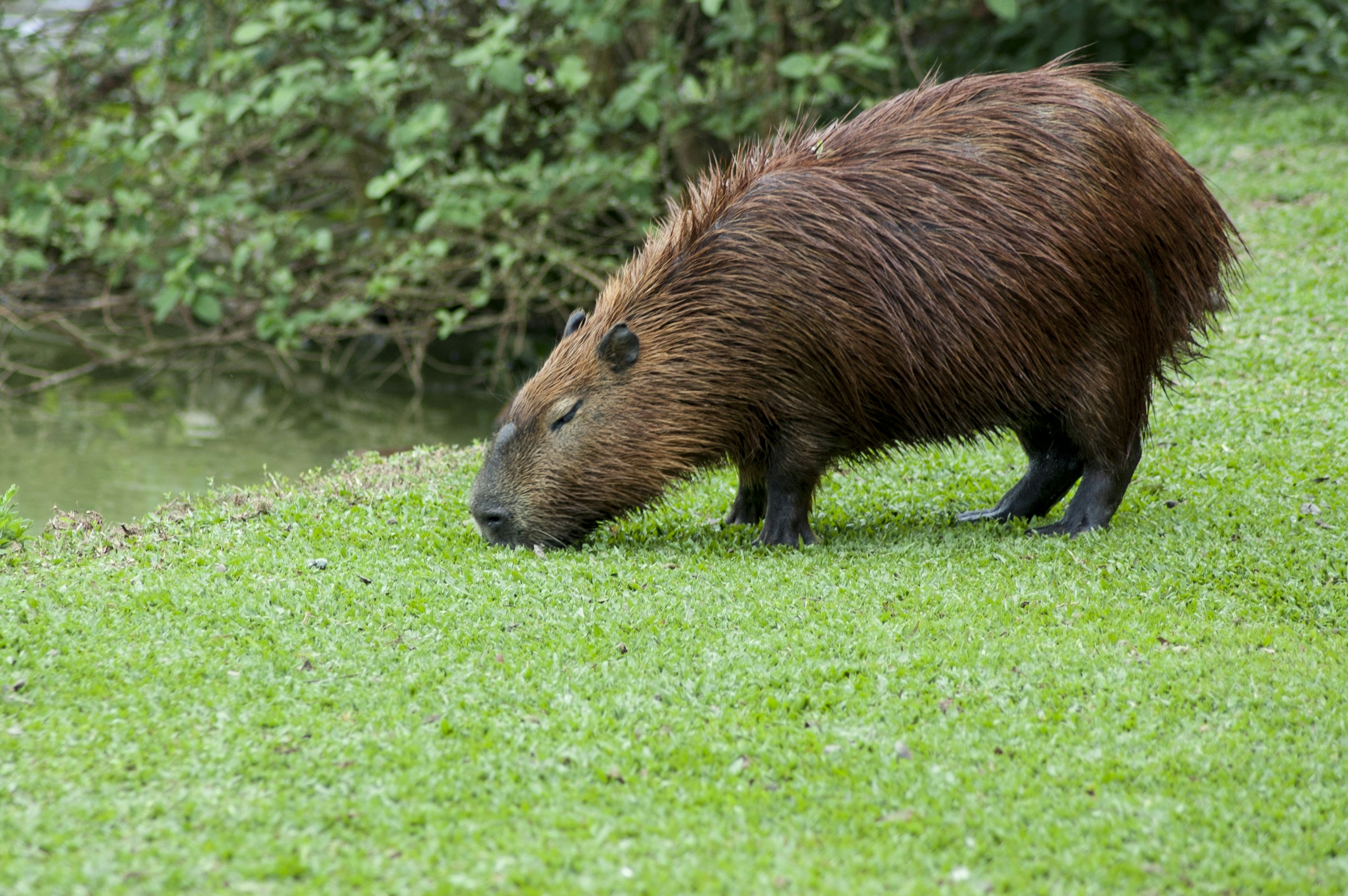 Capybara