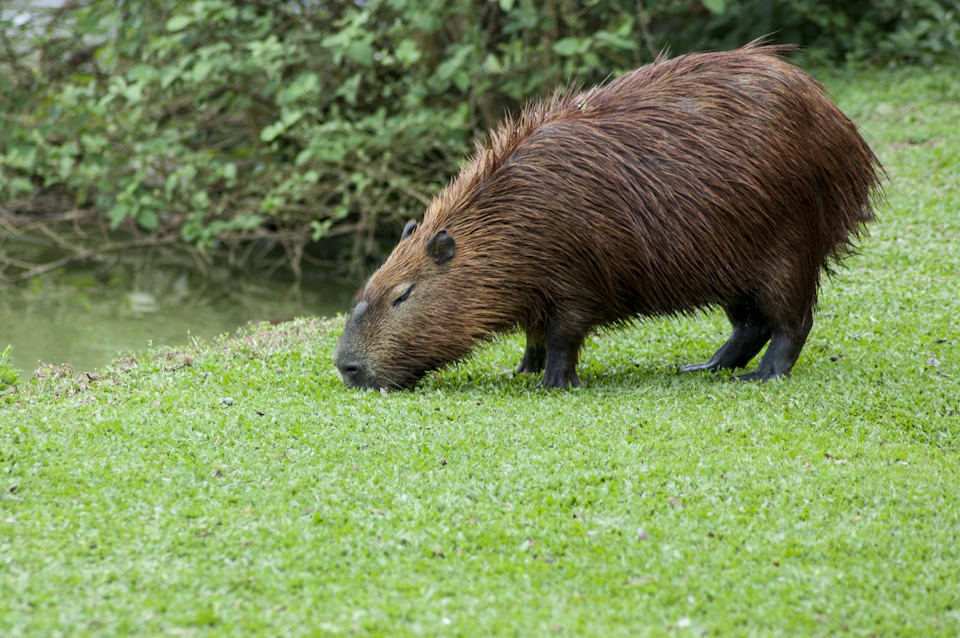 Brown capybara in mid-stride on a grassy field with lowered head grazing peacefully outdoors