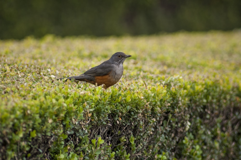 gray bird perching on plant