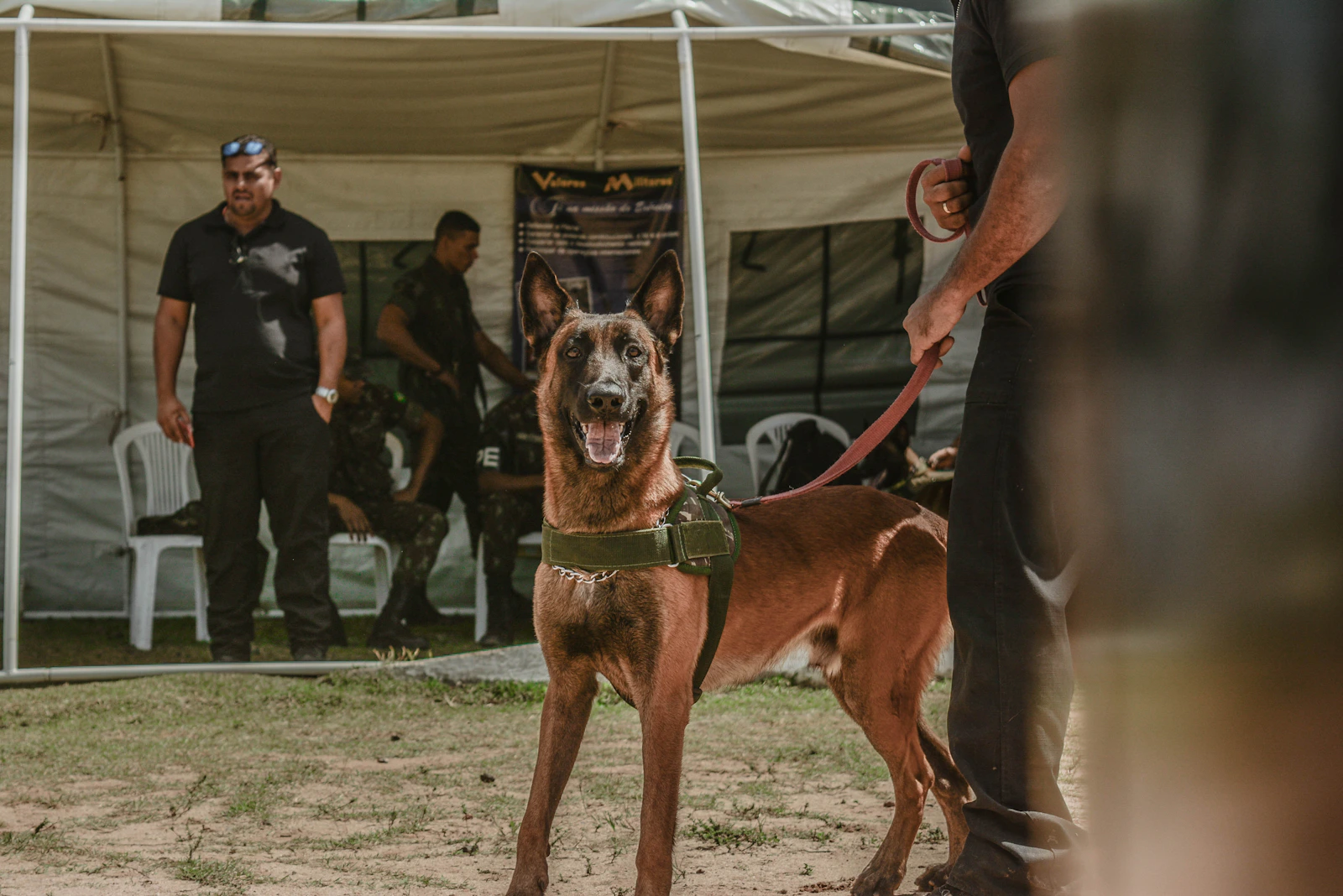 Adult fawn Belgian Malinois standing alert outdoors, photo by Gabriel Amaral on Unsplash