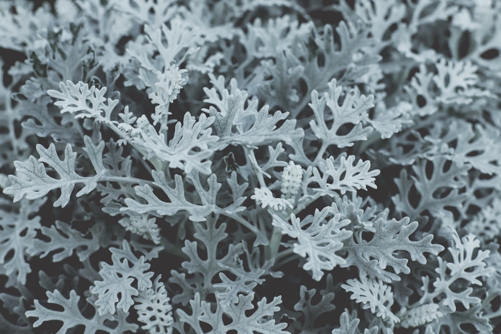foto in scala di grigi di una pianta