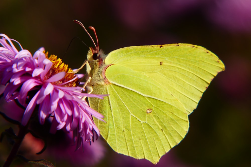 green moth perching on flower