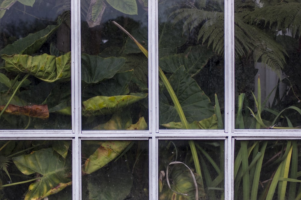 green-leafed plants