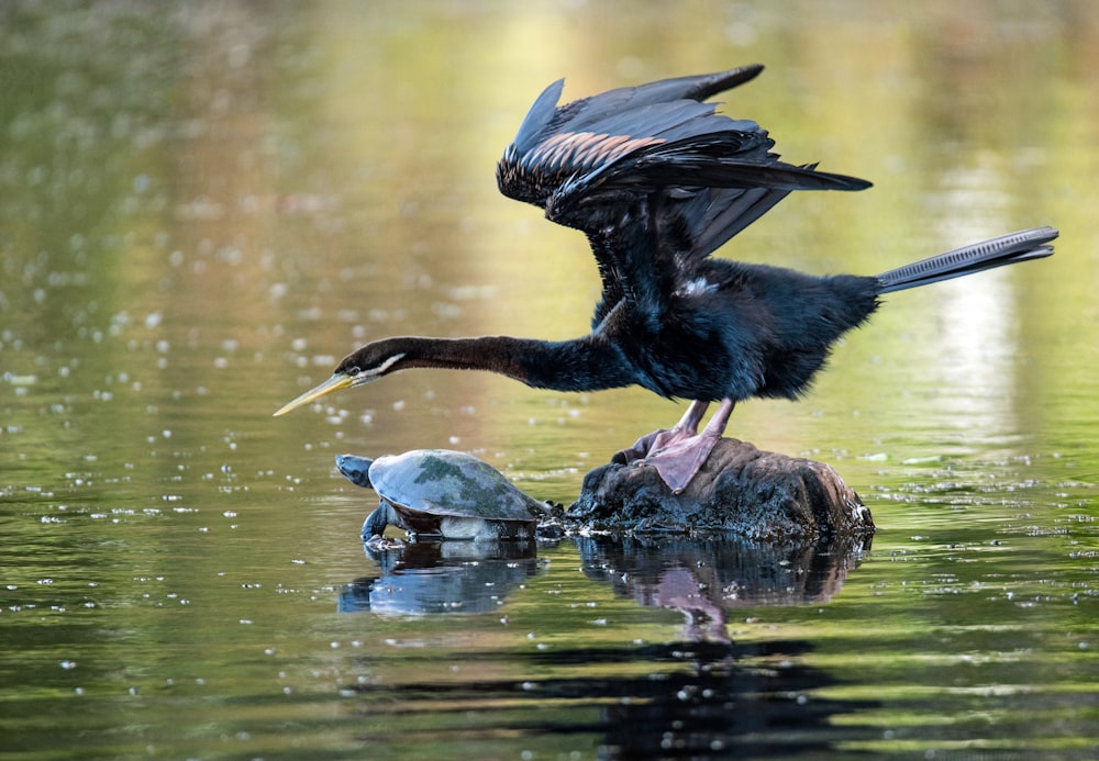 black long-billed webbed-feet bird perched on driftwood surrounded by water