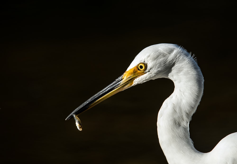 macro shot of white bird