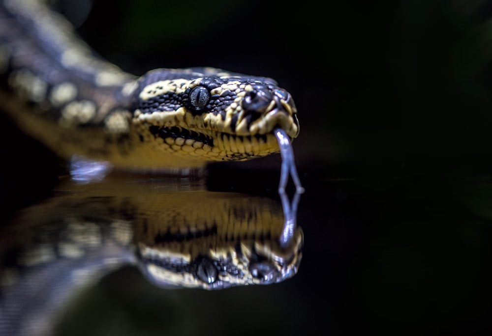 beige and black snake