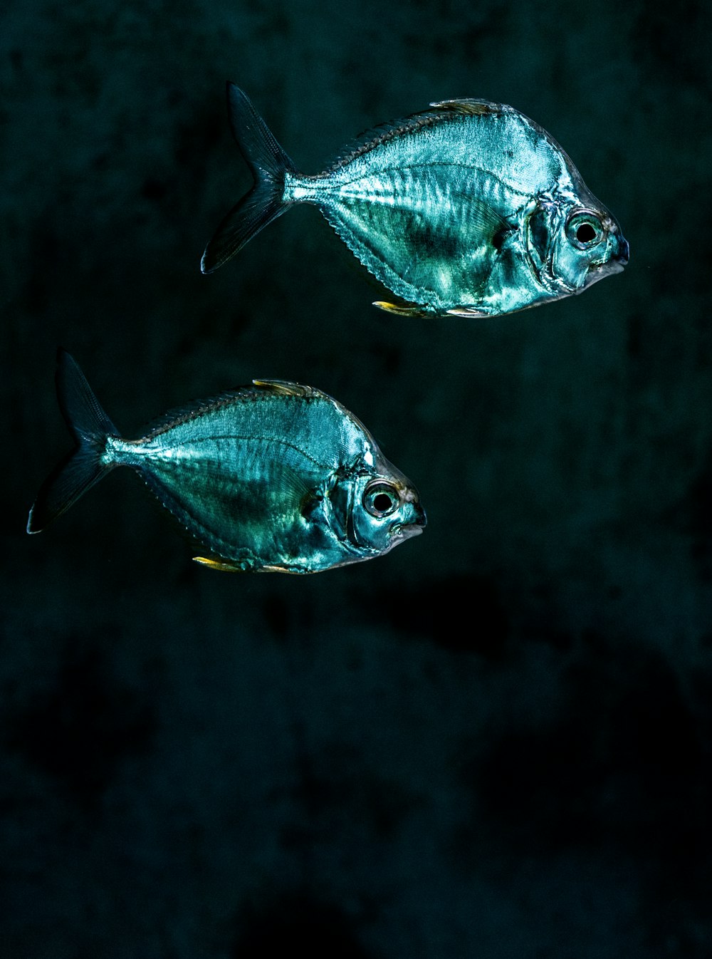 two gray pet fish