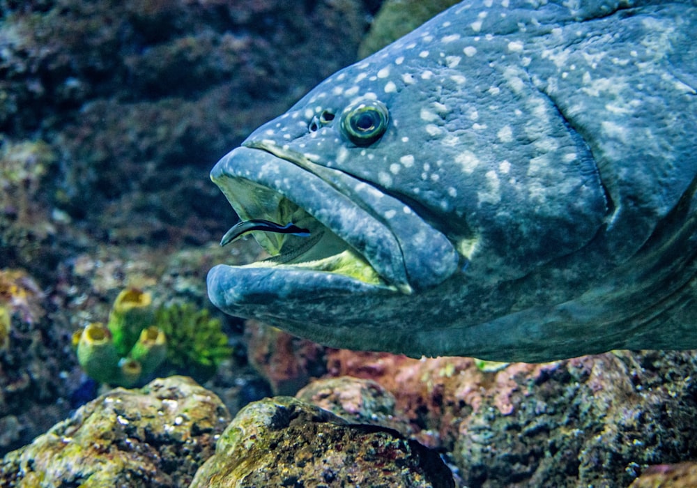 Schwarzer und weißer Fisch mit winzigen Schmarotzerfischen im Maul