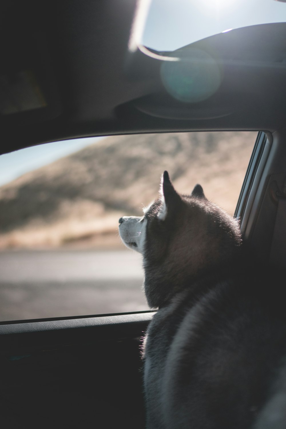 Siberian Husky looking outside the car