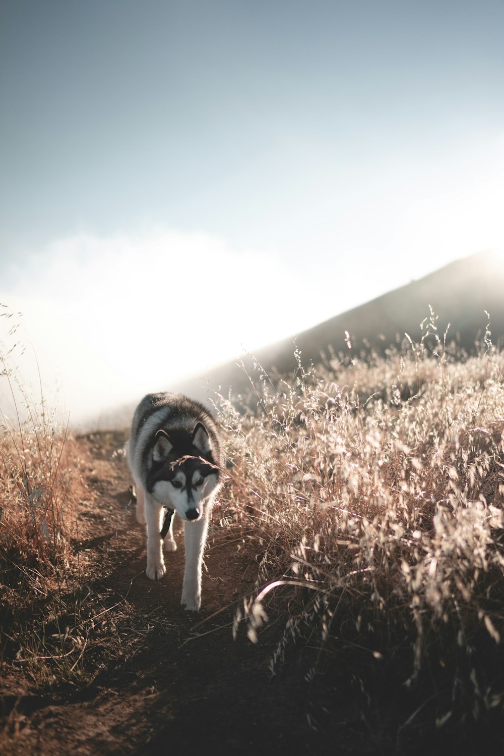 white Siberian husky walking at field