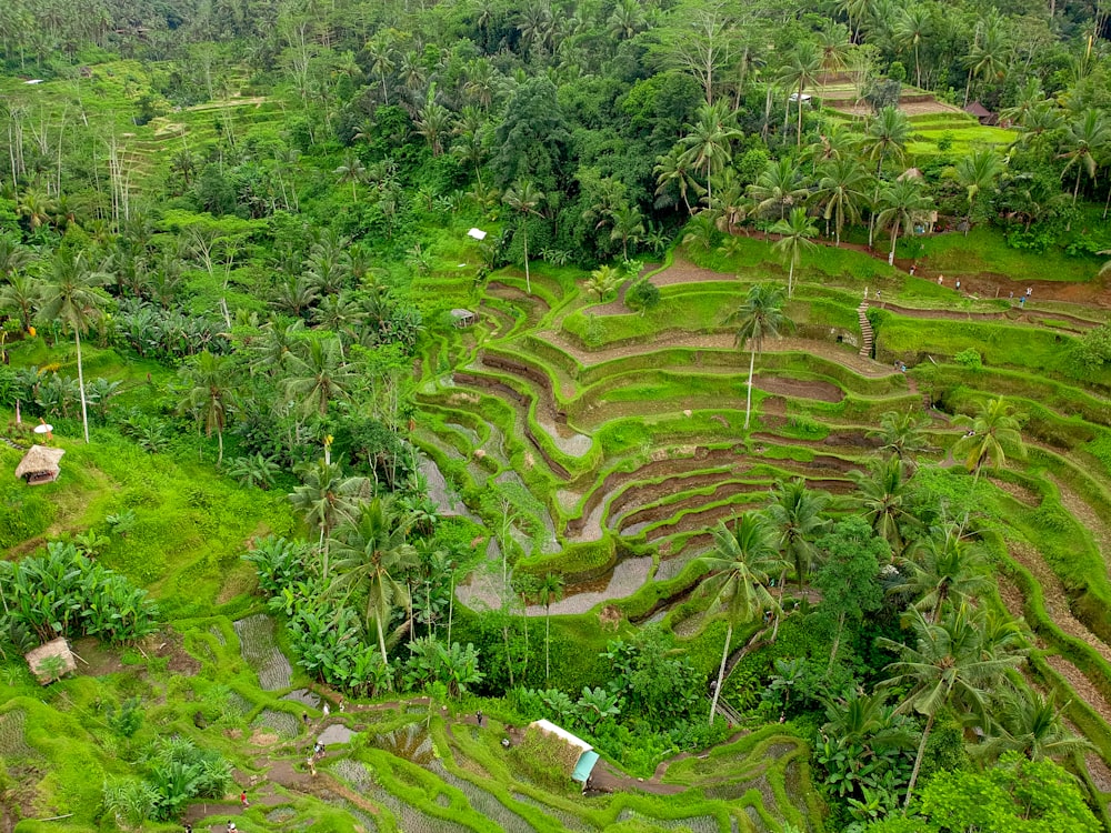 aerial photography of rice farm
