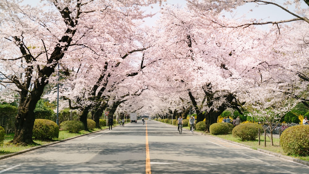 couple riding bicycles on road under Sakura tree