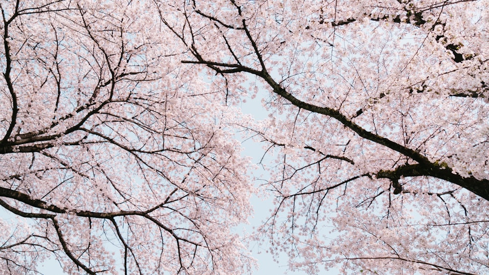 árboles de hojas rosadas bajo el cielo azul durante el día