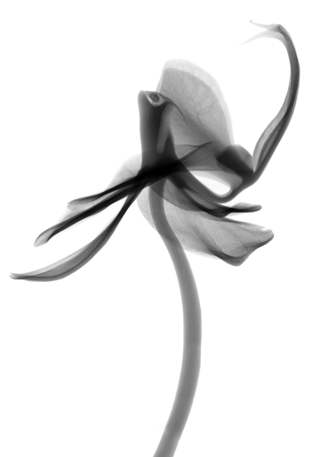 grayscale photo of flower