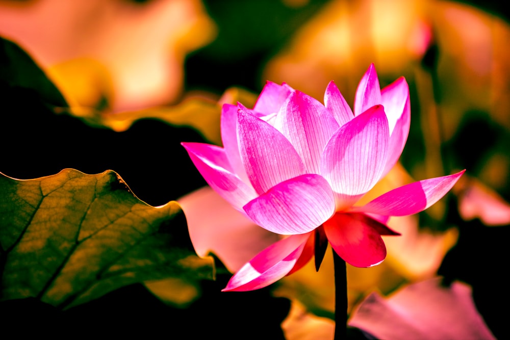 selective focus photography of pink lotus flower