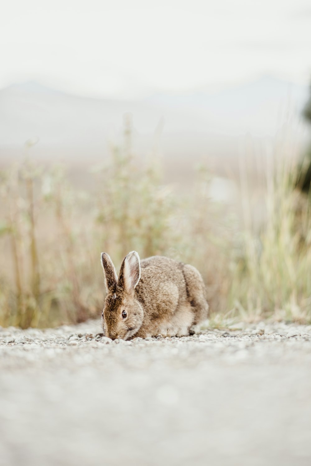 Braunes Kaninchen in der Nähe von Gras während des Tages