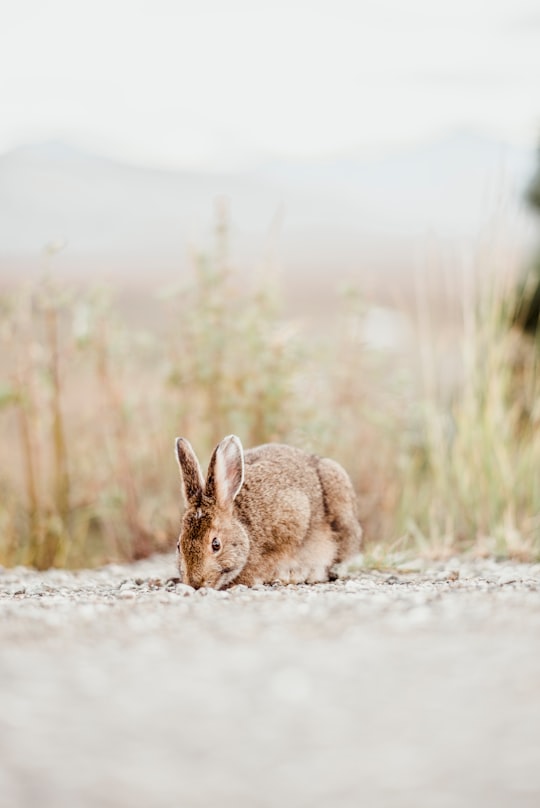 brown rabbit near grass during daytime in Denali National Park and Preserve United States