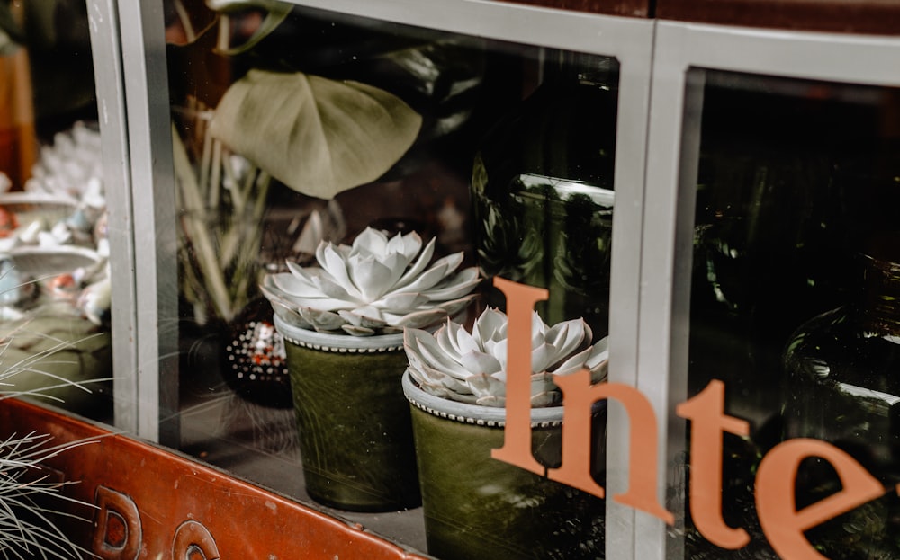 two potted white succulent plants