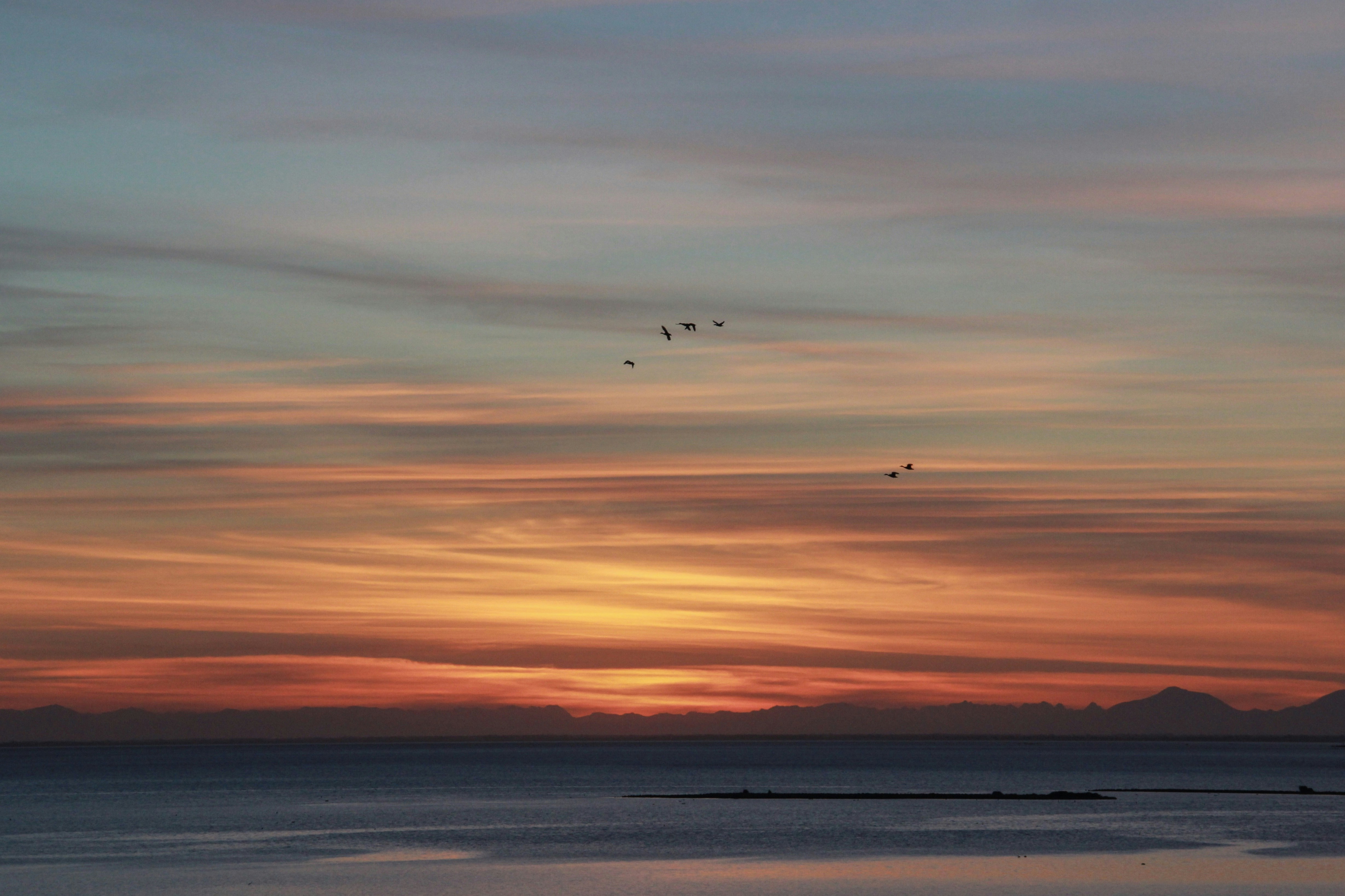 silhouette photography of birds during golden hour wavy teams background