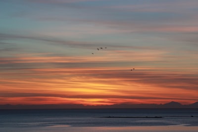 silhouette photography of birds during golden hour wavy google meet background