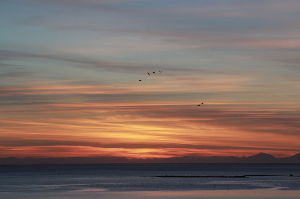 silhouette photography of birds during golden hour