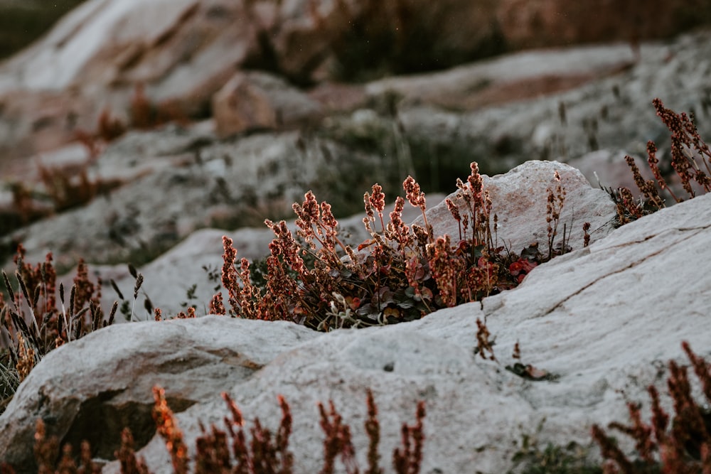 Fotografía de enfoque selectivo de flores de pétalos granates en rocas