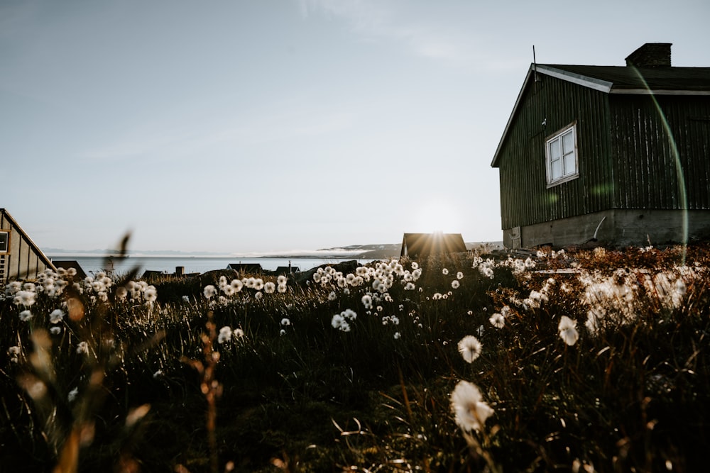 white petaled flowers