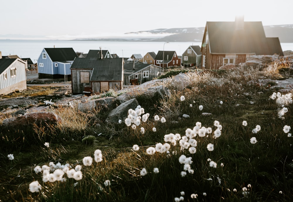 brown and blue wooden houses