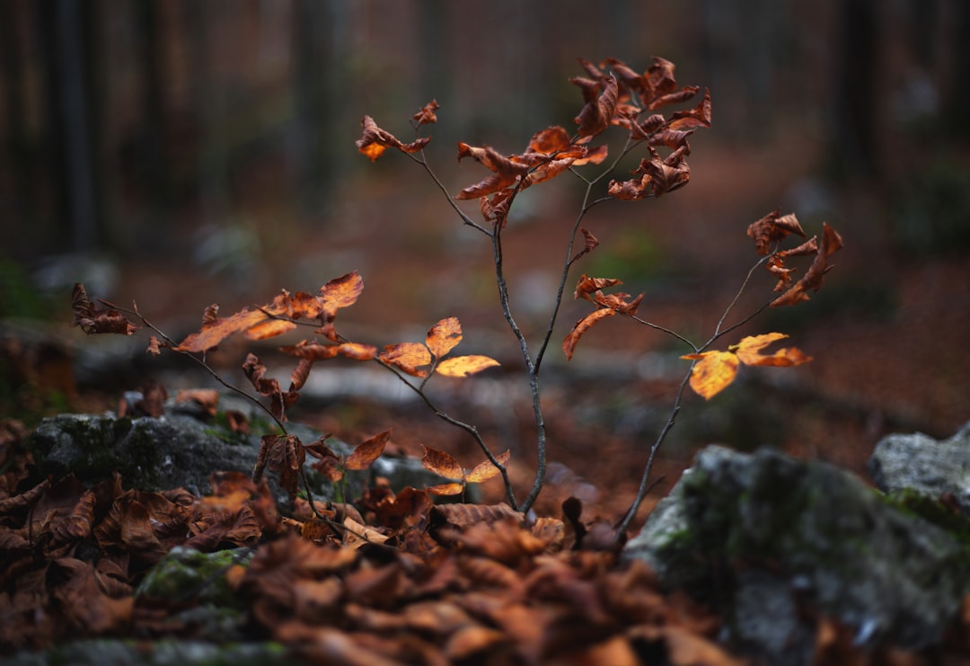 selective focus photography of brown leaves