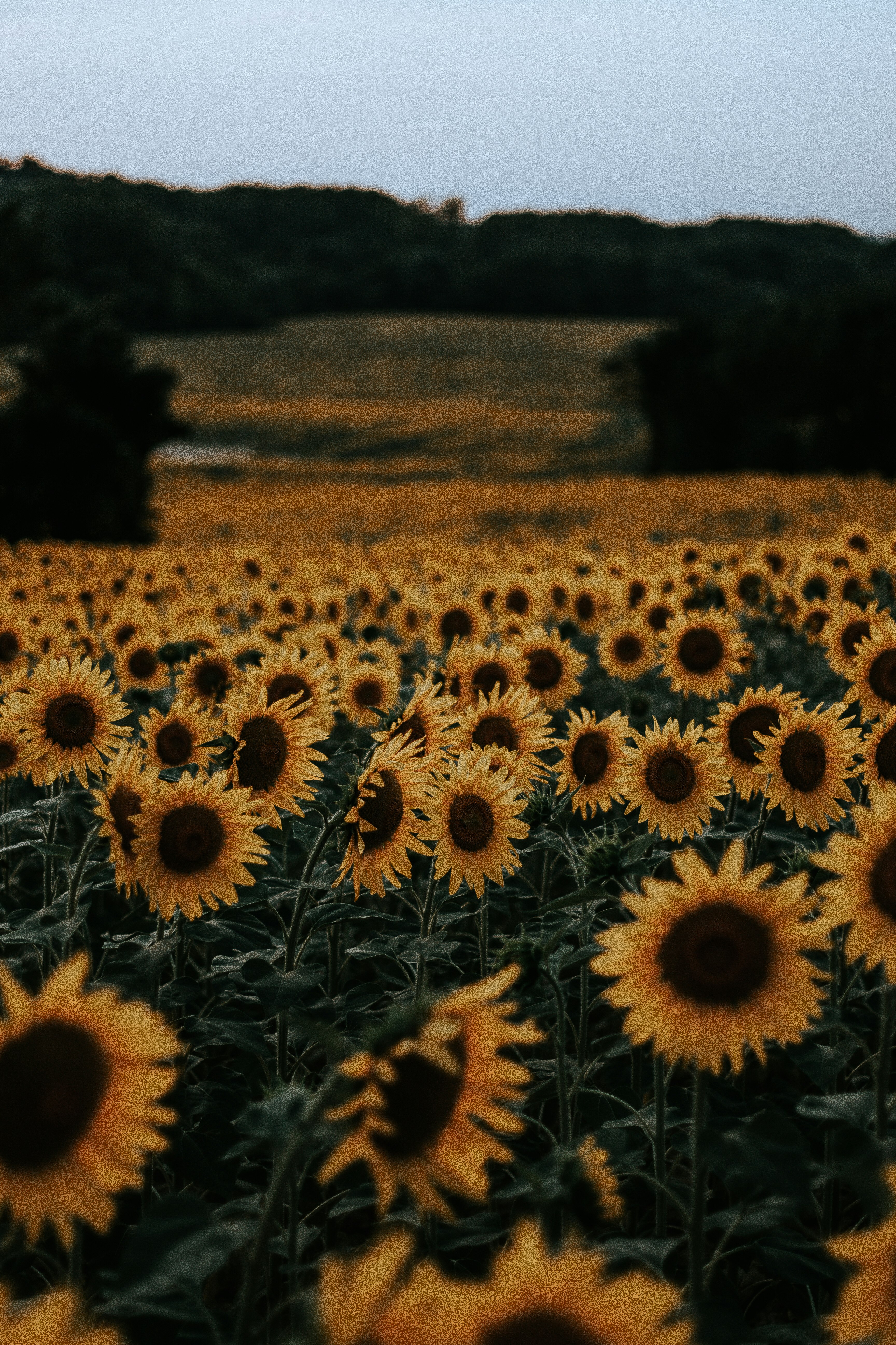 bed of sunflowers