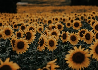 bed of sunflowers