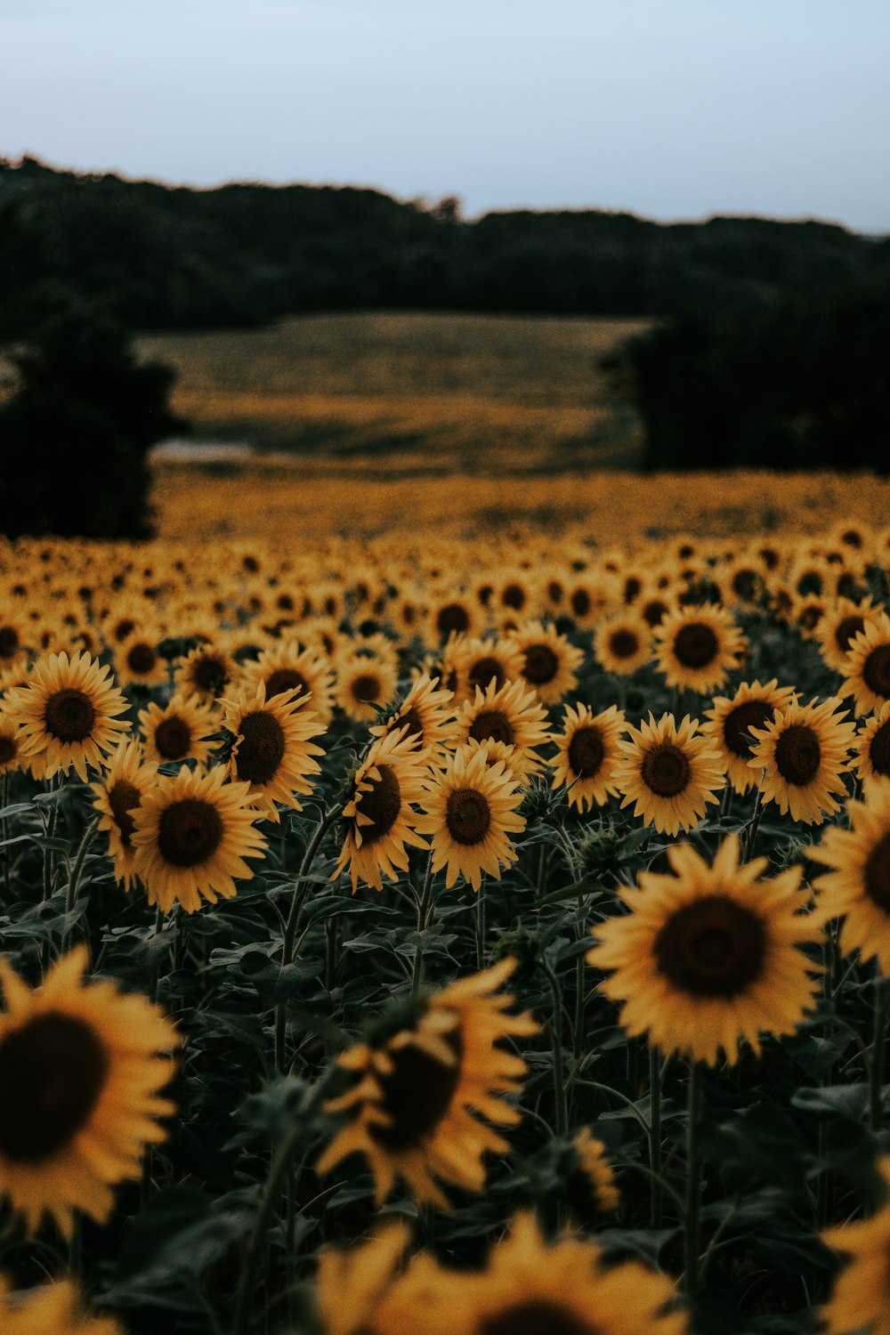 Tumblr Sunflower Wallpaper Laptop