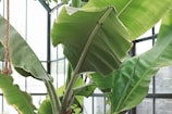 Large green banana leaves are prominently displayed inside a greenhouse setting. The structure's metal framework and glass panes provide a bright and natural backdrop. A piece of rope hangs on the left side of the image.