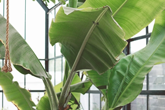 Large green banana leaves are prominently displayed inside a greenhouse setting. The structure's metal framework and glass panes provide a bright and natural backdrop. A piece of rope hangs on the left side of the image.