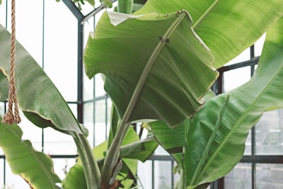 Large green banana leaves are prominently displayed inside a greenhouse setting. The structure's metal framework and glass panes provide a bright and natural backdrop. A piece of rope hangs on the left side of the image.