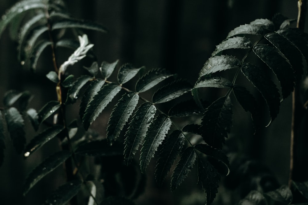 photography of fern plant