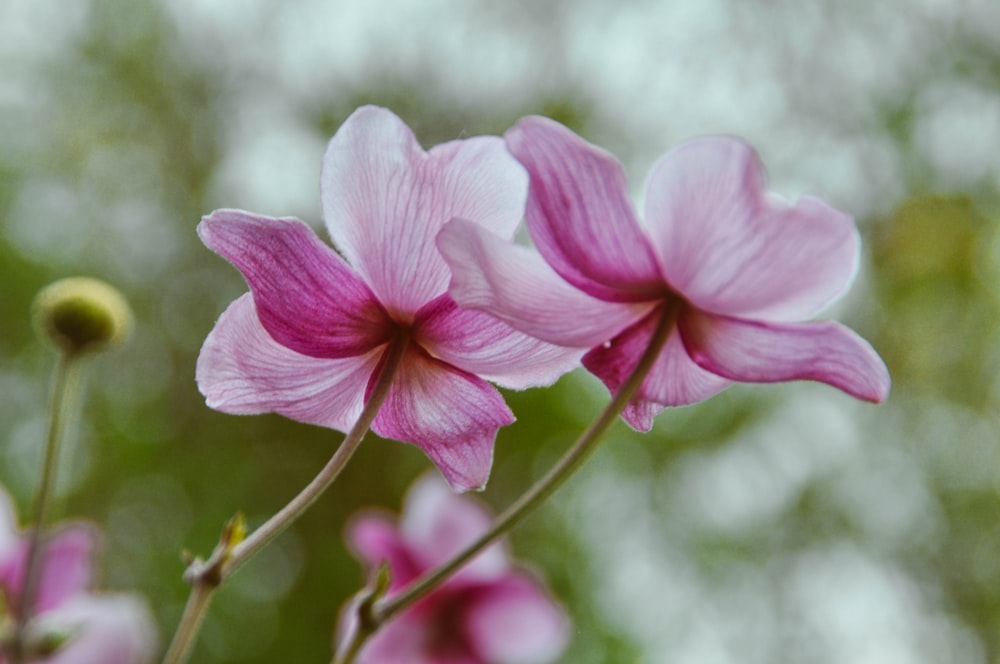 pink moth orchid