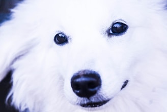 A close-up of a fluffy dog’s face, eyes sparkling with friendly mischief.