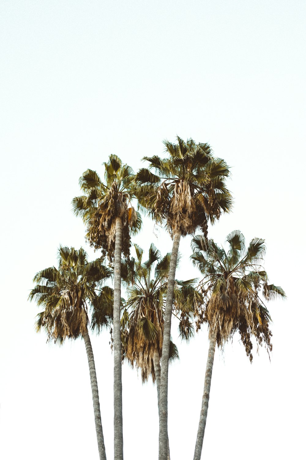 green leafed trees during daytime